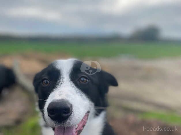 Border collie boy for sale in Beccles, Suffolk