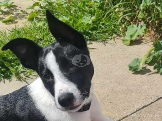 Border collie boy puppy for sale in Peterborough, Cambridgeshire