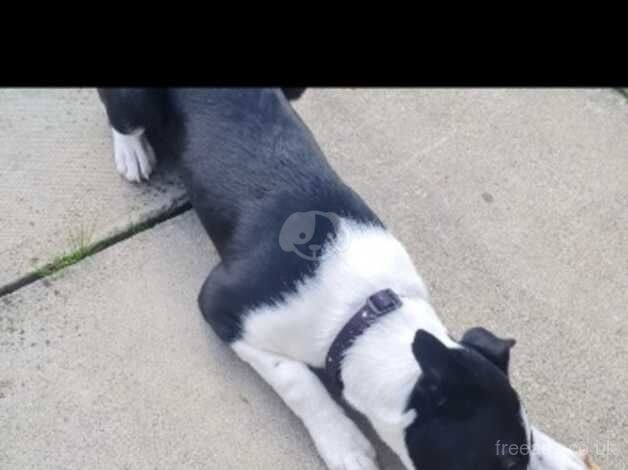 Border collie boy puppy for sale in Peterborough, Cambridgeshire - Image 2