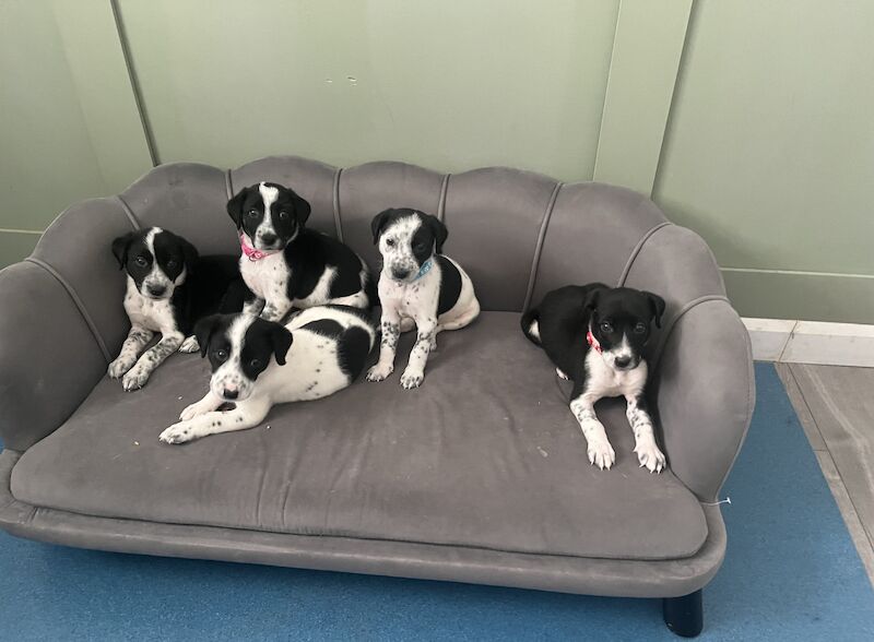 Blue Border Collies