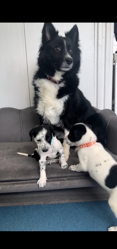 Border collie cross dalmatian for sale in Alfreton, Derbyshire - Image 2