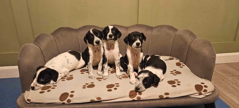 Border collie cross dalmatian for sale in Alfreton, Derbyshire - Image 3