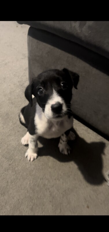 Border collie cross dalmatian for sale in Alfreton, Derbyshire - Image 4