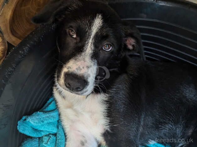 Border Collie cross new Zealand huntaway for sale in Devon