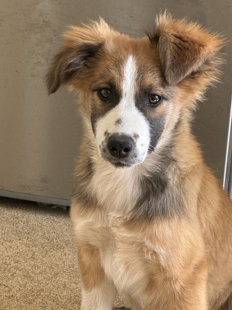 Border collie cross New Zealand shepherd for sale in Nottinghamshire - Image 1