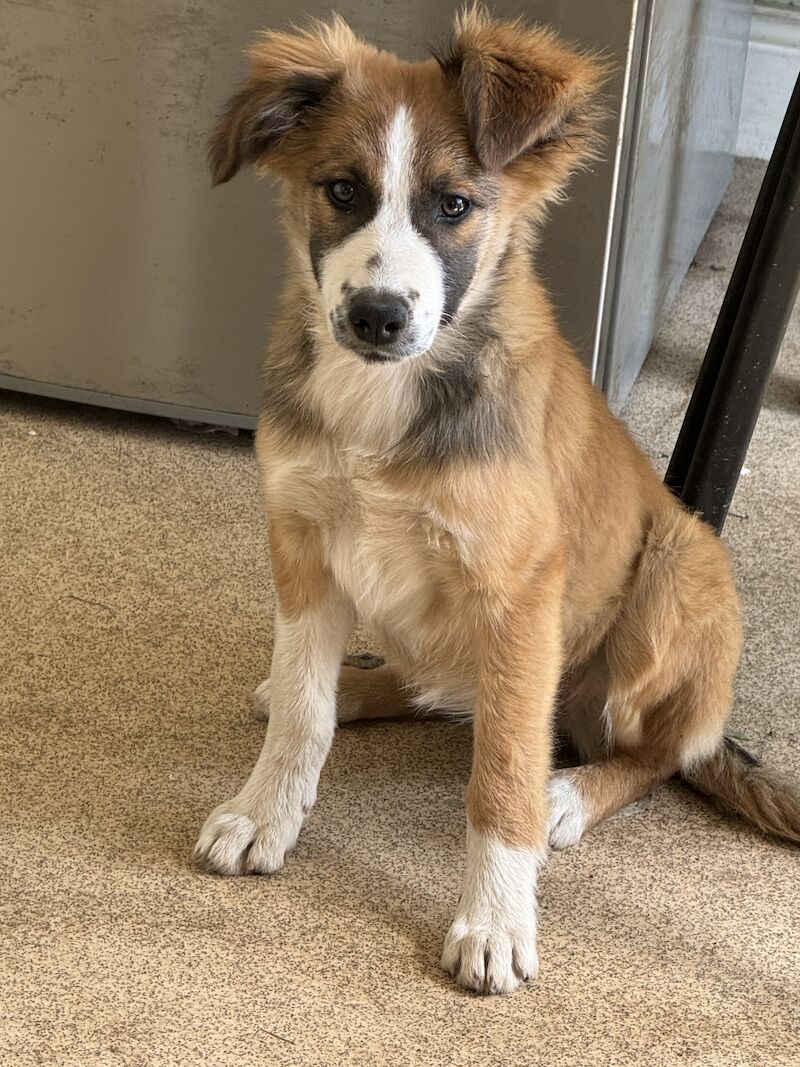 Border collie cross New Zealand shepherd for sale in Nottinghamshire - Image 2