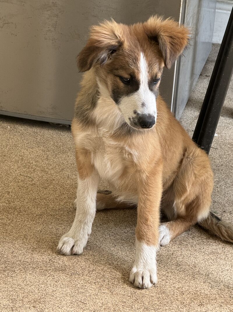 Border collie cross New Zealand shepherd for sale in Nottinghamshire - Image 3