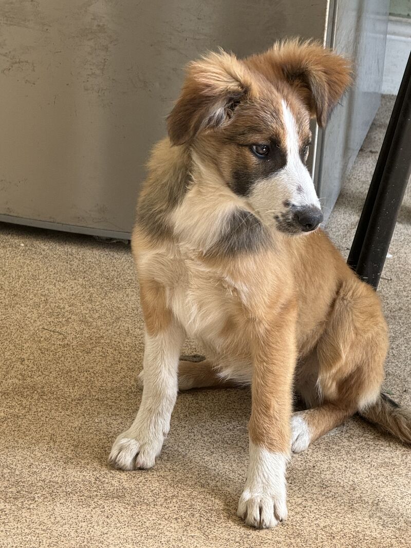 Border collie cross New Zealand shepherd for sale in Nottinghamshire - Image 4