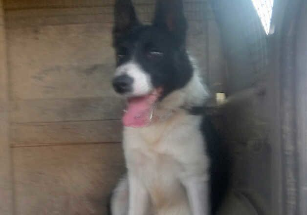 Border collie female. for sale in Wells, Somerset