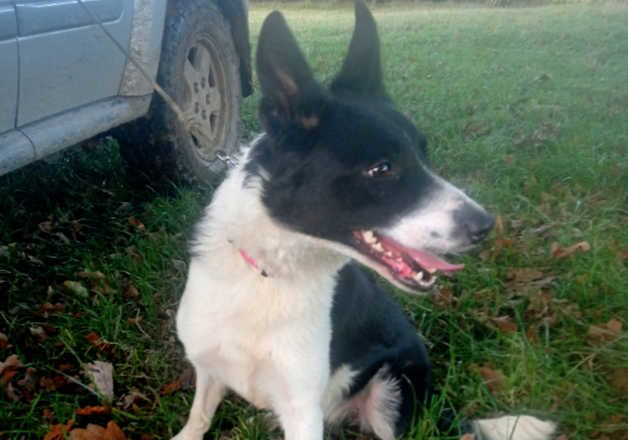 Border collie female. for sale in Wells, Somerset - Image 2