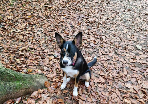 Border collie female pup for sale in Bristol, Bristol