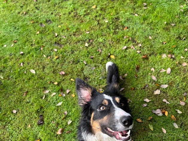 Border collie for rehoming for sale in Falkirk, Falkirk