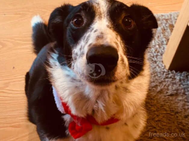 Border collie for rehoming for sale in Pontyclun, Rhondda Cynon Taf