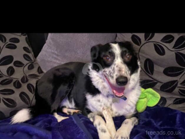 Border collie for rehoming for sale in Pontyclun, Rhondda Cynon Taf - Image 2