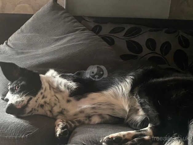 Border collie for rehoming for sale in Pontyclun, Rhondda Cynon Taf - Image 3