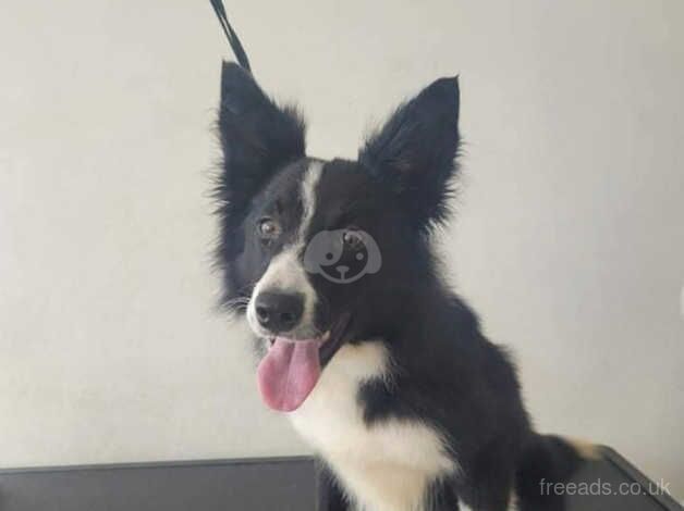 Border collie for sale in Barnsley, South Yorkshire