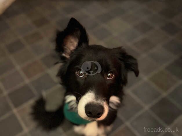 Border Collie for sale in Leicester, Leicestershire