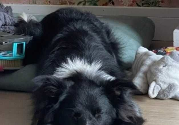 Border collie for sale in Merthyr Tydfil, Merthyr Tydfil