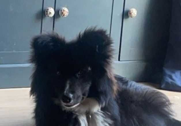 Border collie for sale in Merthyr Tydfil, Merthyr Tydfil