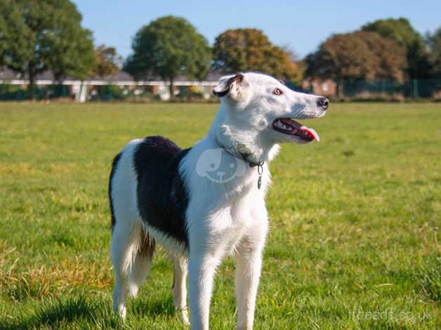 border collie for sale in Redcar, North Yorkshire