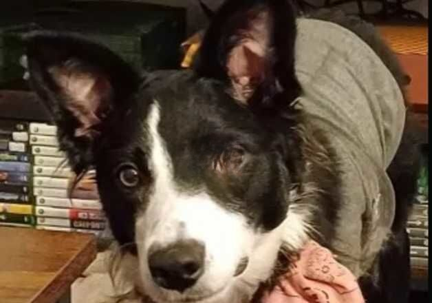 Border collie for sale (Raven) for sale in Aberdare/Aberdar, Rhondda Cynon Taf