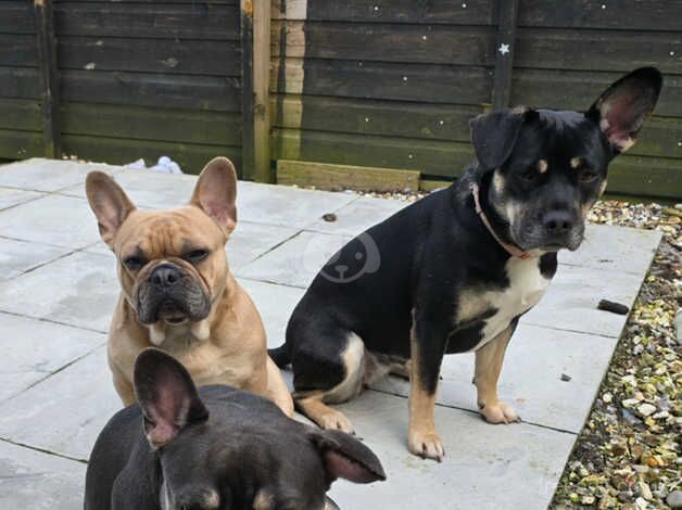 Border collie/ french bulldog for sale in Dursley, Gloucestershire