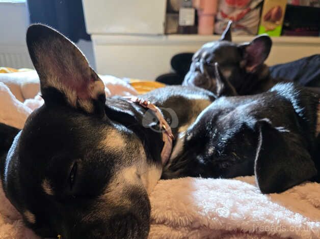 Border collie/ french bulldog for sale in Dursley, Gloucestershire - Image 3