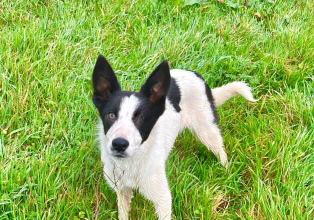 Border collie girl for sale in Honiton, Devon