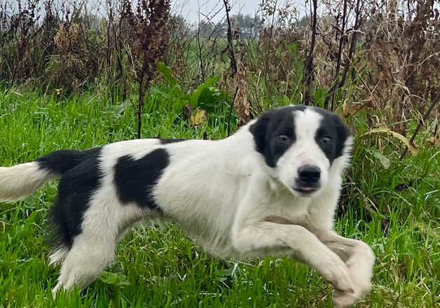 Border collie girl for sale in Honiton, Devon - Image 2