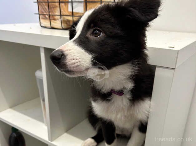 Border collie girl puppy for sale in Thame, Oxfordshire