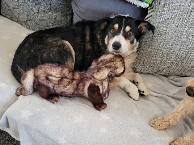 Border collie for sale in Bargod or Bargoed, Caerphilly - Image 1