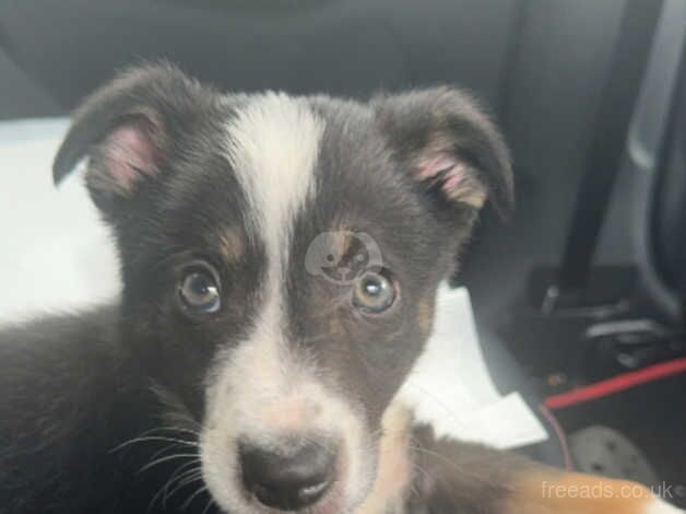 Border collie for sale in Halesowen, West Midlands - Image 4