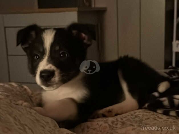 Border collie for sale in Halesowen, West Midlands - Image 5