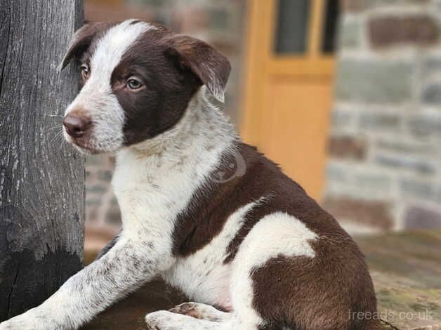 Border Collie for sale in Brecon/Aberhonddu, Powys