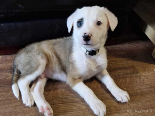 Border collie for sale in Crewe, Cheshire - Image 3