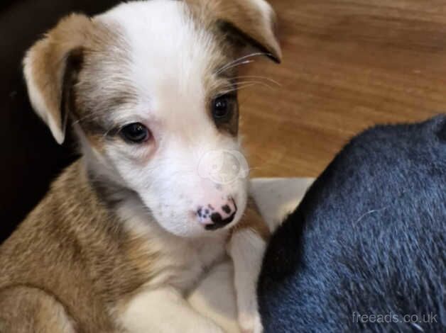 Border collie for sale in Crewe, Cheshire - Image 4