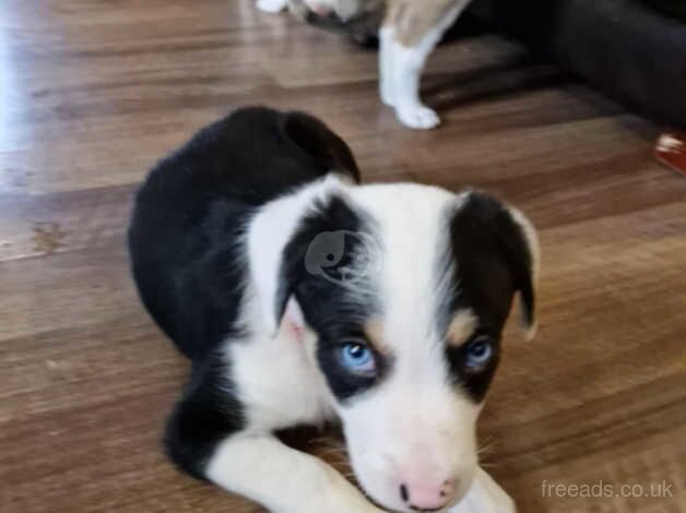 Border collie for sale in Crewe, Cheshire - Image 5