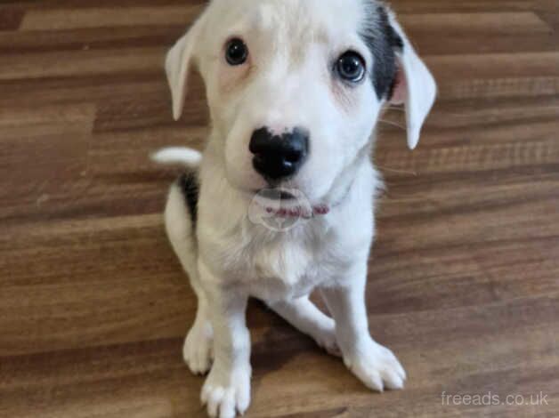 Border collie for sale in Crewe, Cheshire