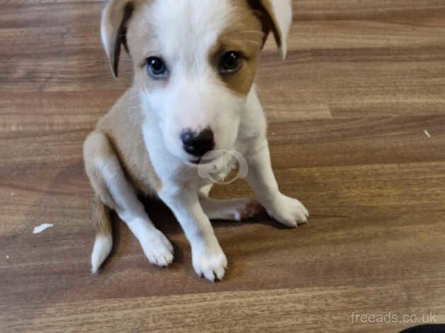 Border collie for sale in Crewe, Cheshire - Image 4