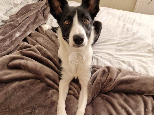 Border Collie for sale in Edinburgh, Edinburgh - Image 1