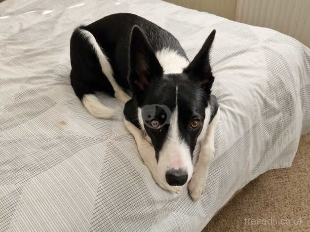 Border Collie for sale in Edinburgh, Edinburgh - Image 2