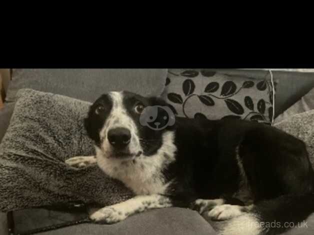 Border collie for sale in Pontyclun, Rhondda Cynon Taf