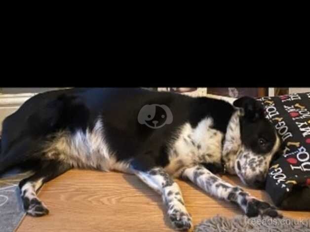 Border collie for sale in Pontyclun, Rhondda Cynon Taf - Image 4