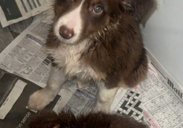 Border collie for sale in Hamilton, South Lanarkshire