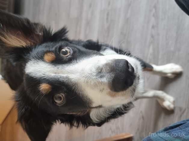 Border Collie for sale in Oakham, Rutland