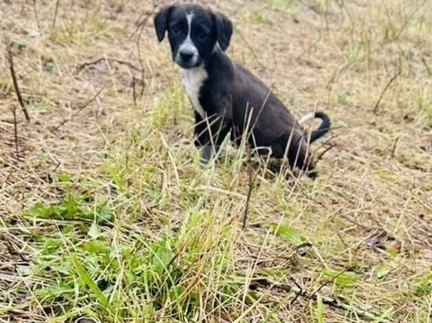 Border collie for sale in Paddock Wood, Kent