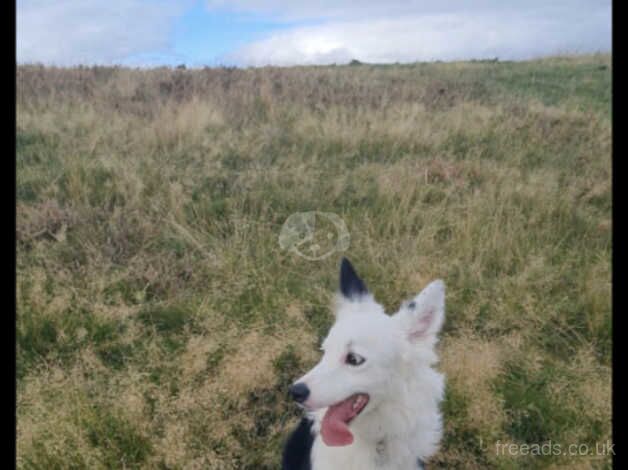 Border collie for sale in Pontypridd, Rhondda Cynon Taff - Image 2