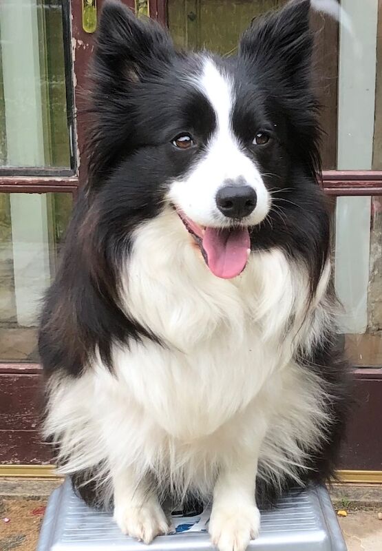 Border collie kc registered female for sale in Nottingham, Nottinghamshire