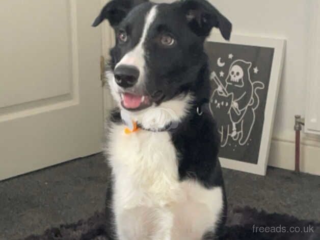 Border collie looking for his forever home for sale in West Calder, West Lothian