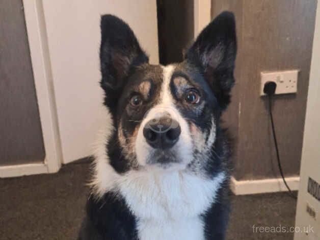 Border collie needs a new home for sale in Leeds, West Yorkshire - Image 1